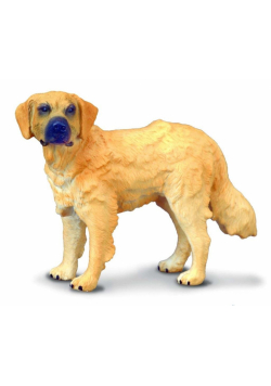 Pies golden retriever