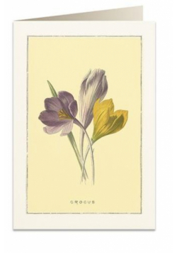 Karnet B6 + koperta 6022 Krokus