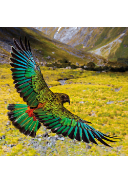 Karnet kwadrat z kopertą Alpine Parrot