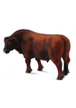 Byk czerwony angus