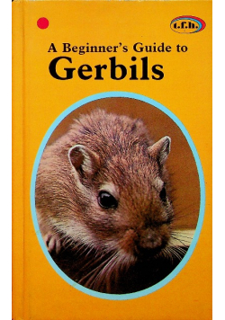 A beginners guide to gerbils