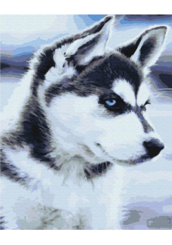 Malowanie po numerach Husky szczenie 40x50cm
