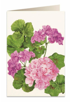 Karnet B6 + koperta 5576 Pelargonia