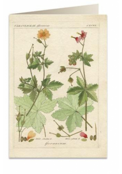 Karnet B6 + koperta 6057 Pelargonia pachnąca