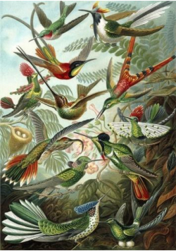 Karnet B6 z kopertą Kolibry