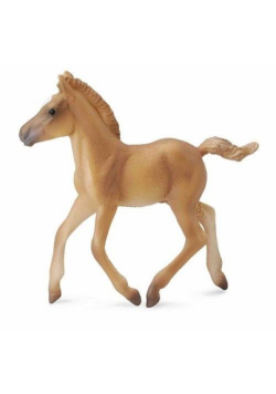 Koń źrebię chodzący Haflinger