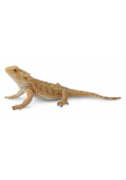 Jaszczurka dragon