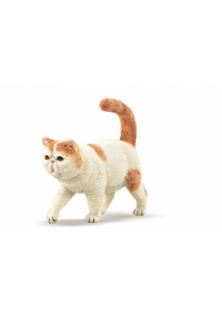 Exotic Shorthair kot