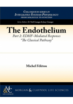 The Endothelium, Part II