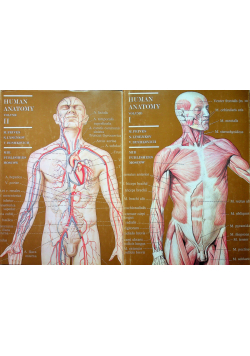 Human Anatomy tom I i II