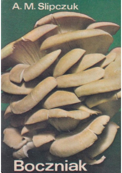 Boczniak