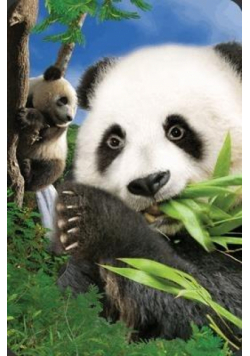 Mini kartka 3D Panda