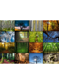 Puzzle 2000 Collage, Magiczne lasy