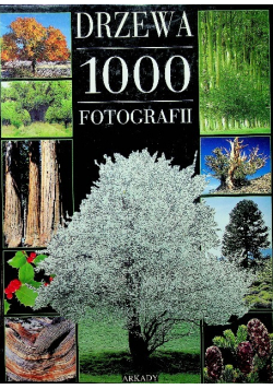 Drzewa 1000 Fotografii