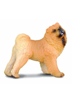 Pies rasy Chow chow