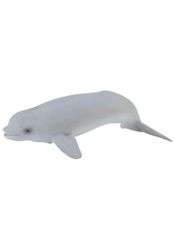 Wieloryb beluga młode