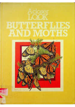 A closer look at butterflies and moths