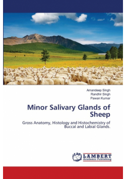 Minor Salivary Glands of Sheep