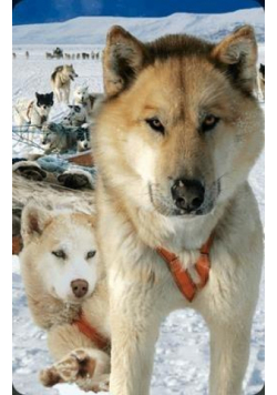 Mini kartka 3D Husky
