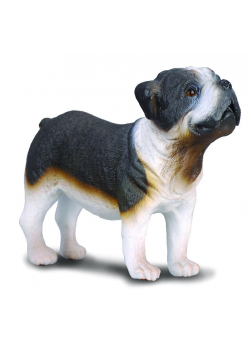 Pies buldog