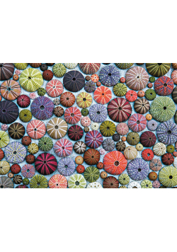 Puzzle 1000 Jeżowce