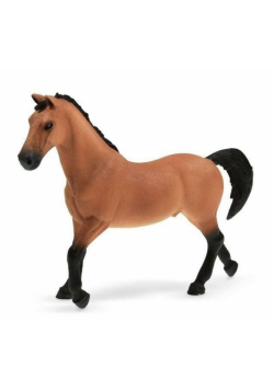 Ogier rasy Trakehner