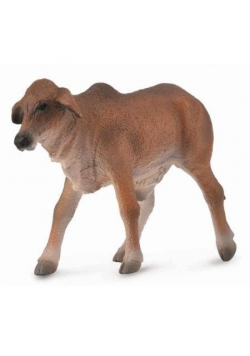 Cielę czerwone Brahman