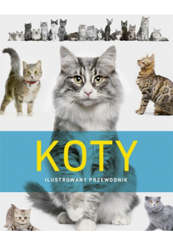 Koty