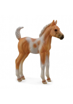 Źrebię Pinto Palomino stojące