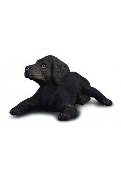 Pies labrador szczęnię