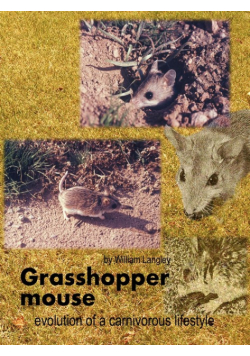 Grasshopper Mouse
