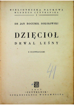 Dzięcioł drwal leśny 1947 r.