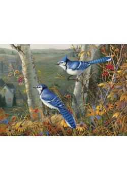 Puzzle 1000 Niebieskie sójki