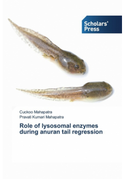 Role of lysosomal enzymes during anuran tail regression