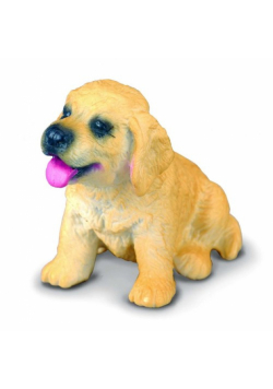 Pies rasy Golden Retriever szczenię