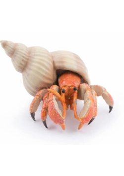 Krab pustelnik