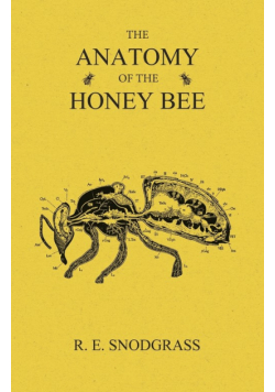 The Anatomy of the Honey Bee