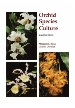 Dendrobium