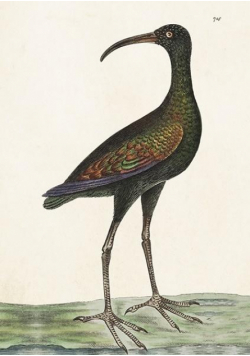Karnet ST378 B6 + koperta Apteribis