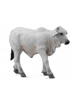 Cielę brahman