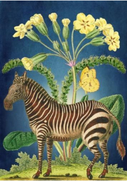Karnet B6 z kopertą Zebra