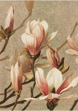 Karnet ST400 B6 + koperta Magnolia