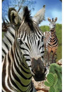 Mini kartka 3D Zebra