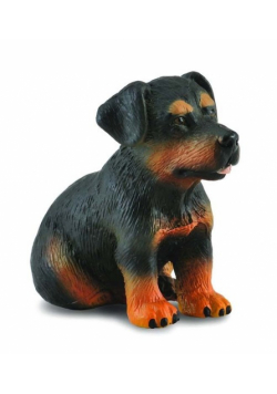 Pies rasy Rottweiler szczenię