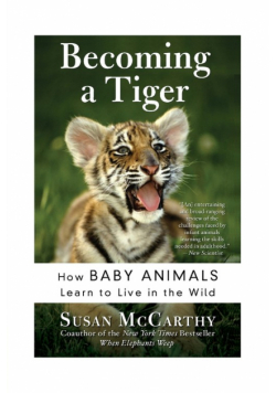 Becoming a Tiger