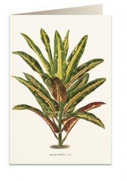 Karnet B6 + koperta 6063 Dracena Croton