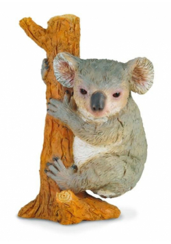 Miś koala wspinający się