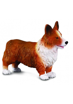 Pies irlandzki corgie