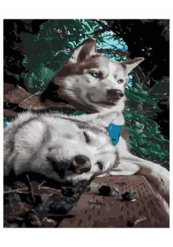 Malowanie po numerach - Zabawny husky 40x50cm