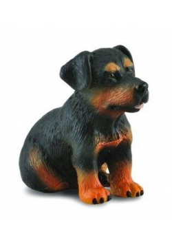 Pies rottweiler szczeniak